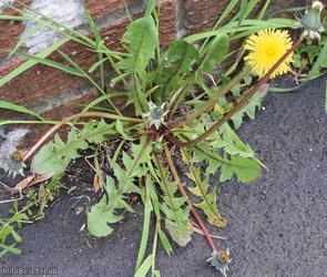 Obtuse-leaved Dandelion