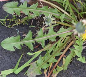 Obtuse-leaved Dandelion