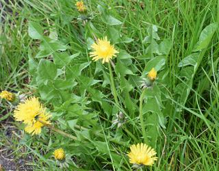 image for Erect-bracted Dandelion