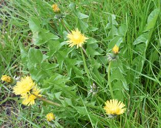 Erect-bracted Dandelion