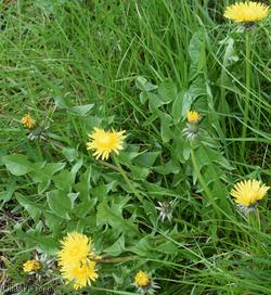 Erect-bracted Dandelion