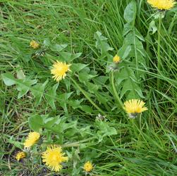 Erect-bracted Dandelion