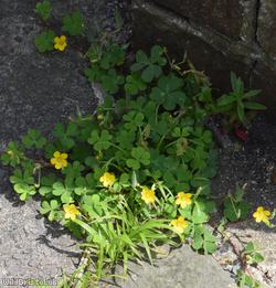 Procumbent Yellow-sorrel