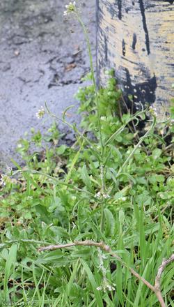 image for Shepherd's-purse type 11