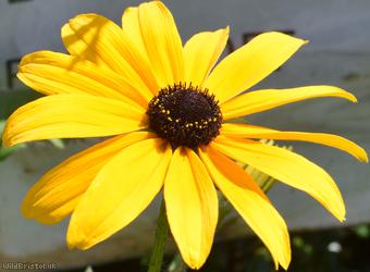 Black-eyed-Susan