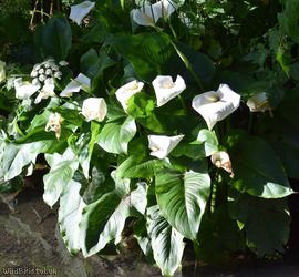 Altar-lily
