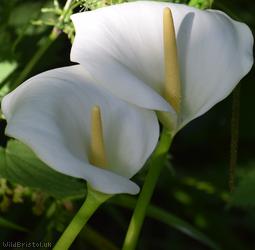 Altar-lily