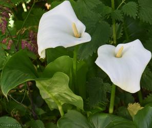 Altar-lily