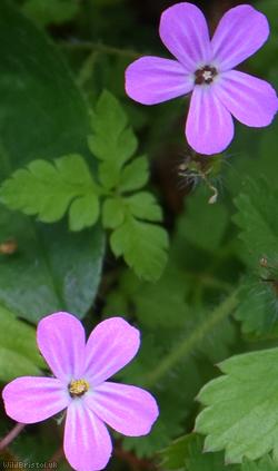 Sea Herb-Robert
