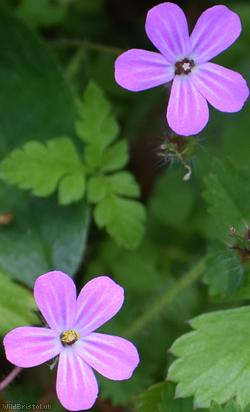 Sea Herb-Robert