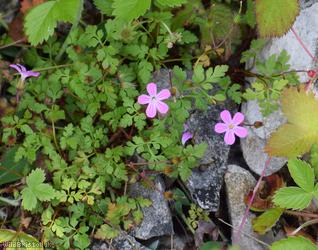 Sea Herb-Robert