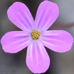Sea Herb-Robert