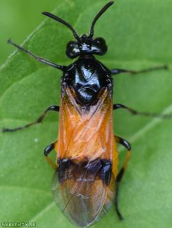 Bramble Sawfly