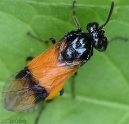 Bramble Sawfly