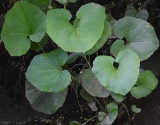 Giant Butterbur