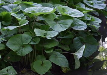 Giant Butterbur