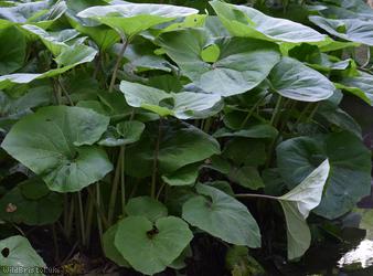 Giant Butterbur