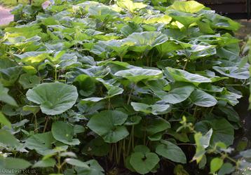 Giant Butterbur