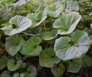 Giant Butterbur