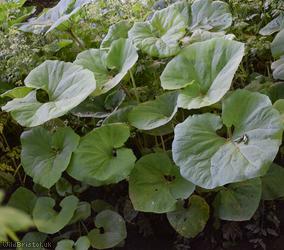 Giant Butterbur
