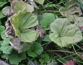 Butterbur