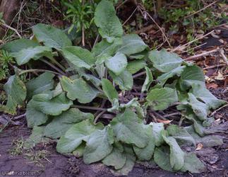 White Comfrey