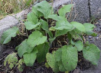 White Comfrey