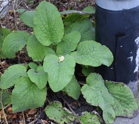 White Comfrey