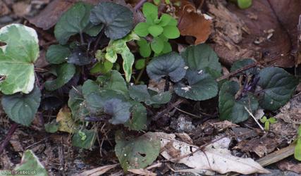 Common Dog-violet