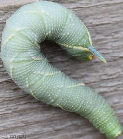 Lime Hawk-moth