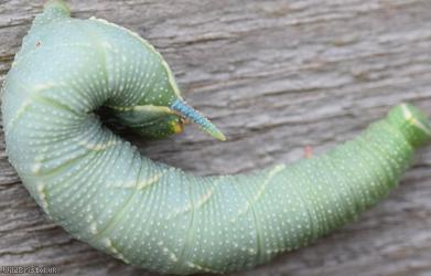 Lime Hawk-moth
