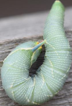 Lime Hawk-moth
