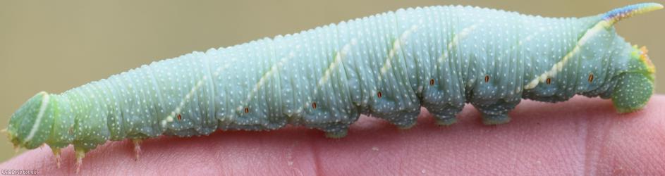 Lime Hawk-moth