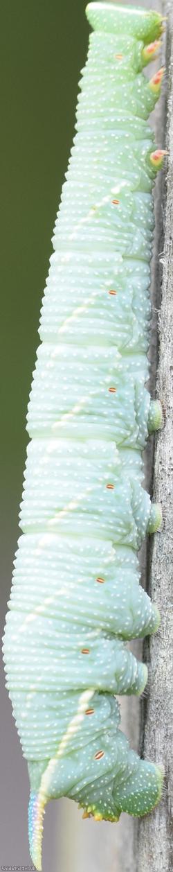 Lime Hawk-moth