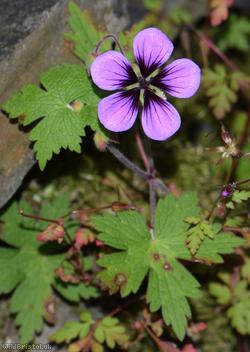 image for Spreading Crane's-bill