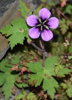 Spreading Crane's-bill