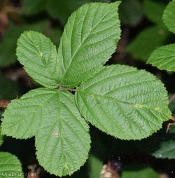 image for CAT Tuberculed Bramble