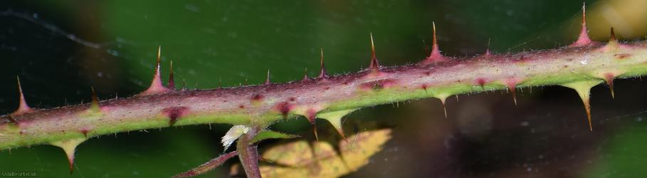 CAT Tuberculed Bramble