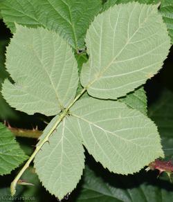 CAT Tuberculed Bramble