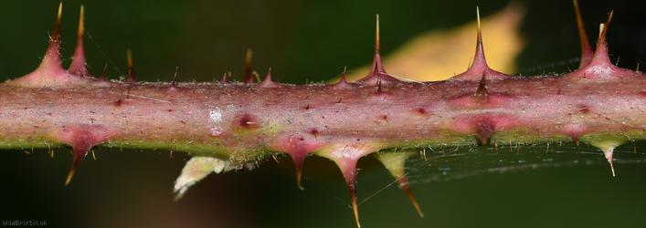 CAT Tuberculed Bramble