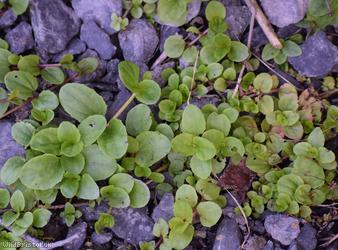 image for Speedwell Unidentified