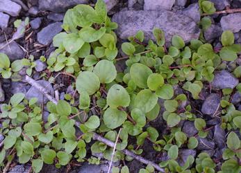 Speedwell Unidentified