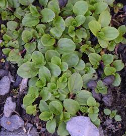 Speedwell Unidentified
