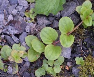 Speedwell Unidentified