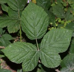 image for CAT Corylifolian Bramble
