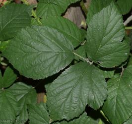 CAT Corylifolian Bramble