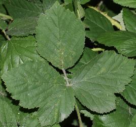 CAT Corylifolian Bramble