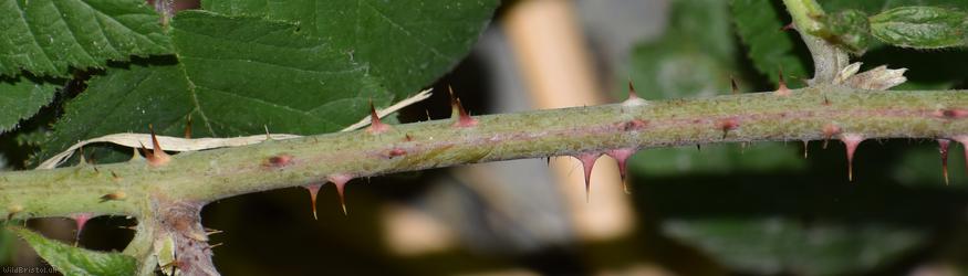 CAT Corylifolian Bramble