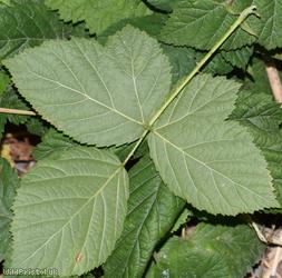 CAT Corylifolian Bramble