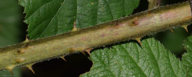 CAT Sylvatici Bramble